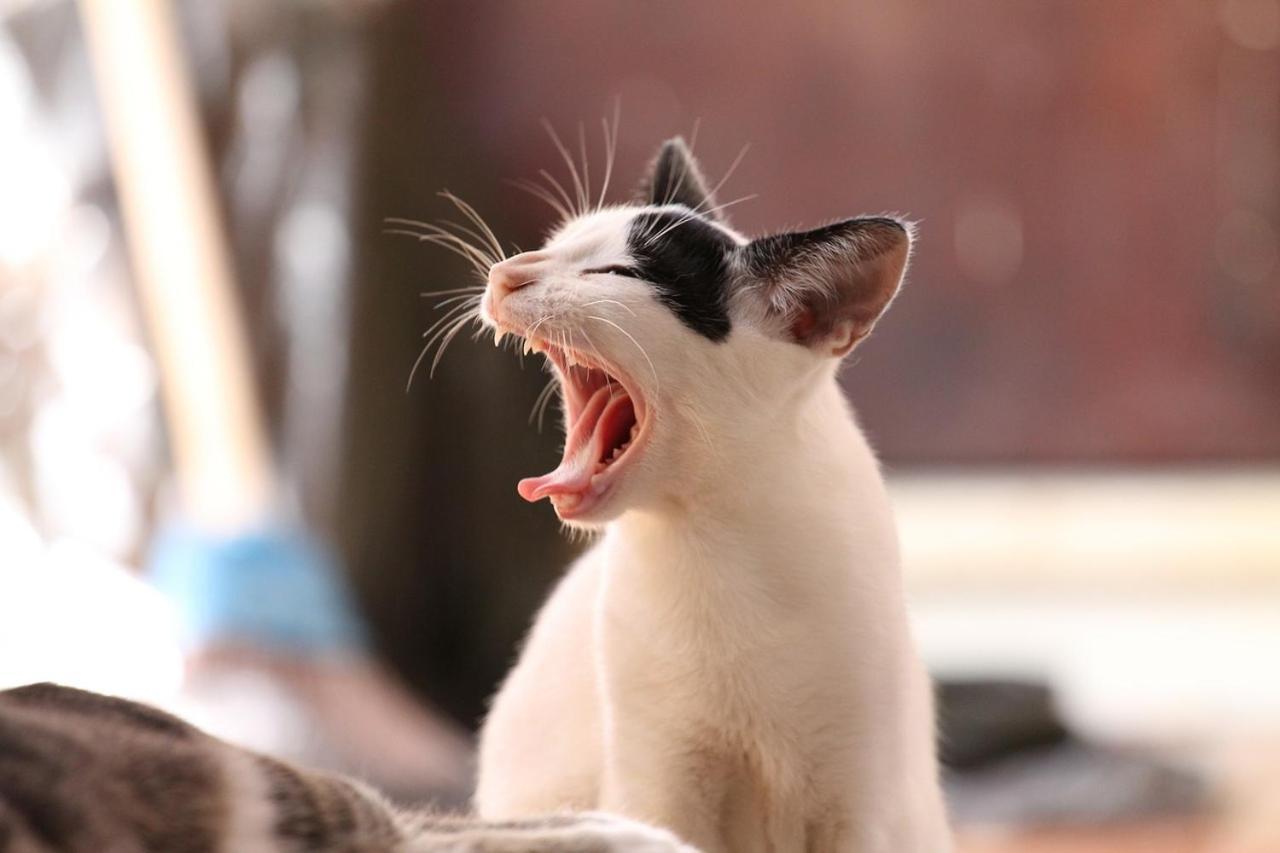 猫と断食の宿 Cat Inn Neko Kunisaki Екстер'єр фото