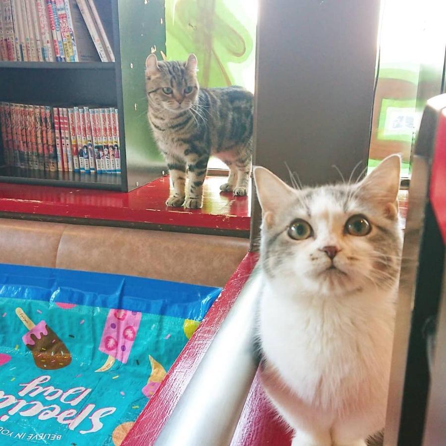 猫と断食の宿 Cat Inn Neko Kunisaki Екстер'єр фото