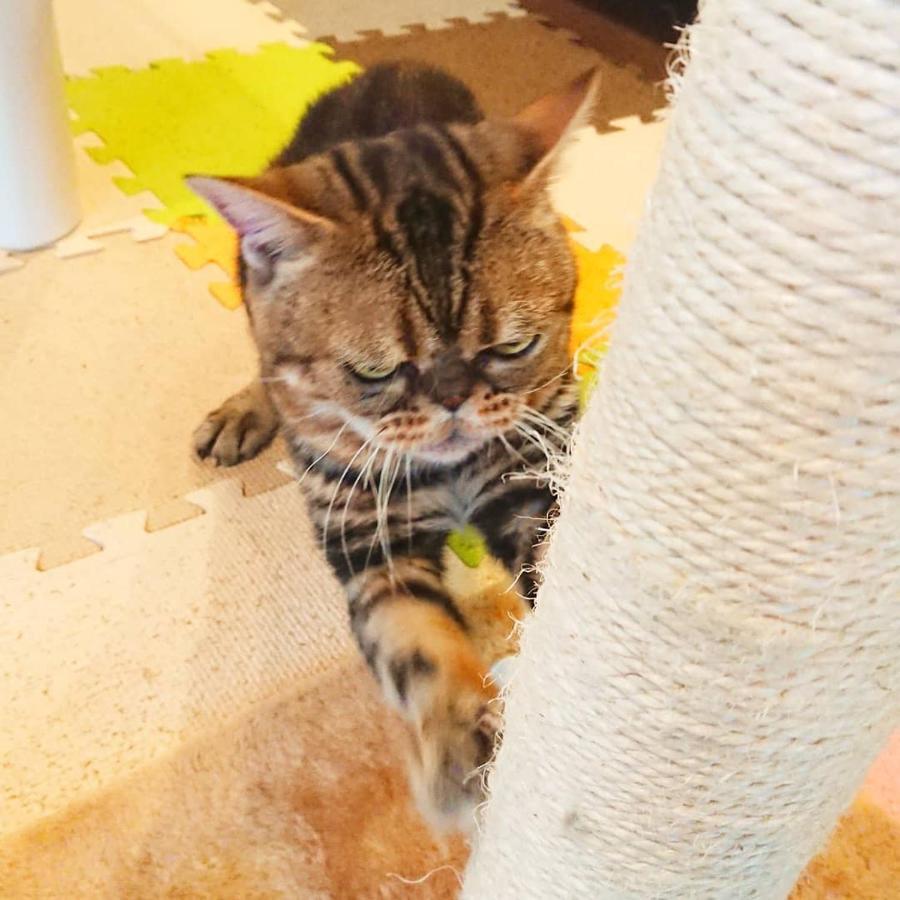 猫と断食の宿 Cat Inn Neko Kunisaki Екстер'єр фото