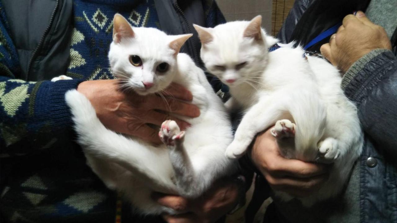 猫と断食の宿 Cat Inn Neko Kunisaki Екстер'єр фото